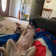 Niles Crain joined the competition — help win amazing prizes! animal, blanket, carpet, chair, cozy, decor, dog, door, flowers, furniture, home, indoor, living_room, pet, playful, relaxing, resting, shelf, toy, vase