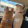 Luna is registered to the contest to win money with this photo: dog, dogs, backseat, car, window, collar, brown_fur, light_fur, parking_lot, store_sign, pets, animal, side_view, leash, seat, headrest, outdoor, daytime, vehicle, curious