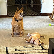 Luna is registered to the contest to win money with this photo: alert, animal, baby_gate, brown_dog, carpet, collar, companion, cute, dog, floor, furniture, home, indoor, light_dog, living_room, pet, relaxed, resting, rocking_chair, tennis_ball