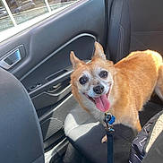 Luna joined the competition — help win amazing prizes! dog, pet, car_interior, leash, seat, window, sunlight, happy, tongue_out, animal, smiling, canine, fur, collar, seatbelt, vehicle, transportation, domestic_animal, backseat, daylight