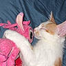 kitten, cat, plush_toy, pink, hugging, sleeping, blue_blanket, orange, white_fur, pet, cute, cozy, resting, indoor, soft, close_up, animal, domestic_cat, toy, comfort