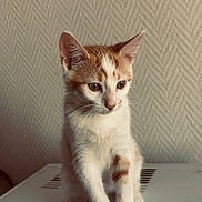 Aïka participe au concours pour gagner de l'argent avec cette photo : cat, kitten, orange_and_white, pet, animal, feline, indoor, sitting, curious, soft_light, texture, wall, white_surface, young, cute, small, ears, whiskers, fur, portrait