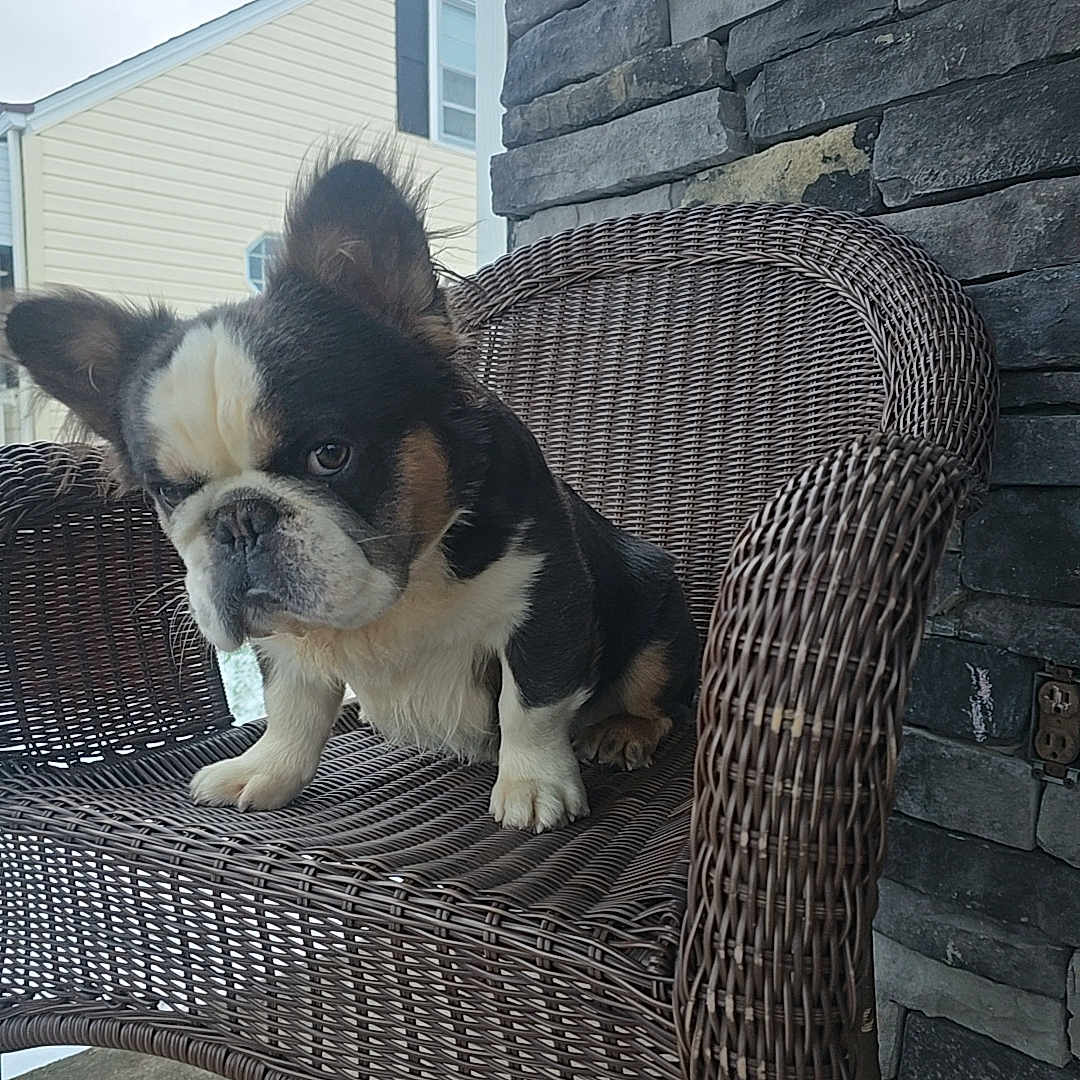 Panda Po joined the competition — help win amazing prizes! animal, black, brown, cute, dog, ears, expression, furniture, house, outdoor, paw, pet, porch, sidewalk, sitting, small_dog, stone_wall, white, wicker_chair, window