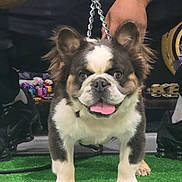 Panda Po is registered to the contest to win money with this photo: dog, puppy, pet, animal, leash, fur, tongue, grass, green_carpet, person, hand, paw, smiling, cute, indoors, footwear, black_shoes, bracelet, chain, face