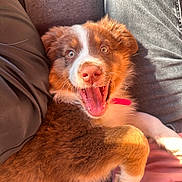Amy participe au concours pour gagner de l'argent avec cette photo : puppy, dog, pet, brown_fur, white_fur, happy, mouth_open, tongue, close_up, indoor, couch, jeans, pink_clothing, fur, animal, canine, cute, young_dog, relaxed, sunlight
