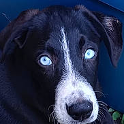 Logan is registered to the contest to win money with this photo: puppy, dog, blue_eyes, black_and_white, close_up, curious, outdoor, grass, greenery, pet, animal, young_dog, face, fur, nose, ears, nature, resting, portrait, cute