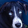 puppy, dog, blue_eyes, black_and_white, close_up, curious, outdoor, grass, greenery, pet, animal, young_dog, face, fur, nose, ears, nature, resting, portrait, cute