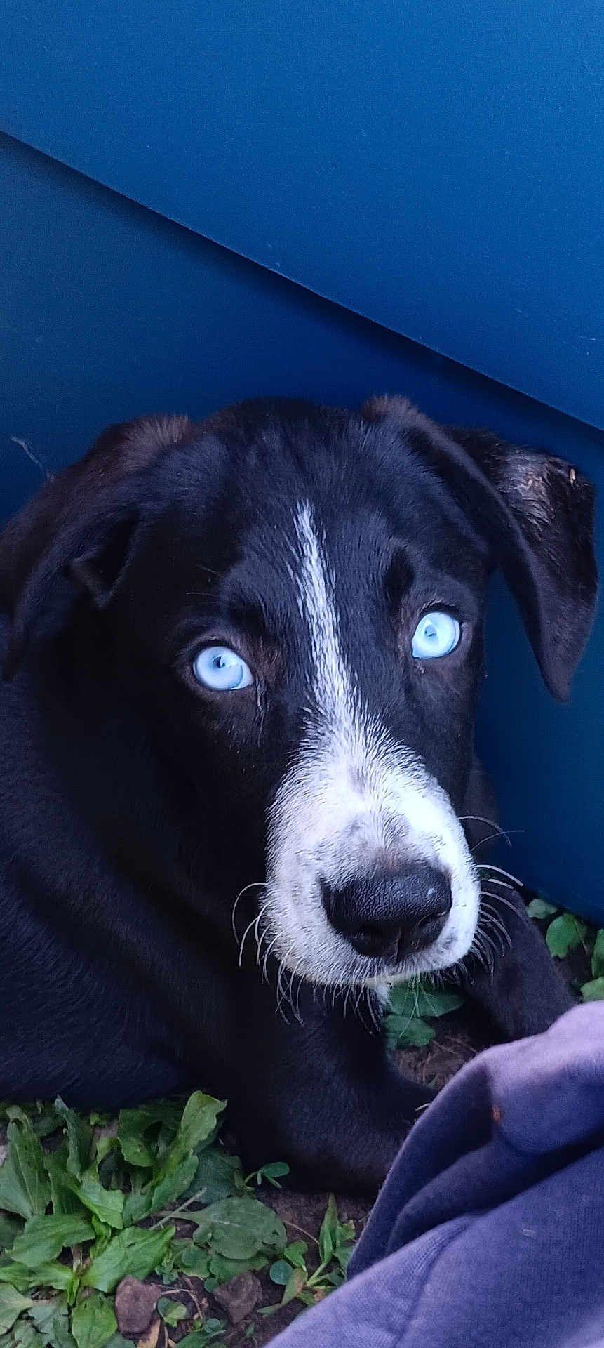 Logan