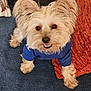 animal, blue_shirt, carpet, companion, cushion, cute, dog, domestic, ears, fluffy, friendly, fur, happy, indoor, looking_up, orange_cushion, pet, small_dog, smiling, snout