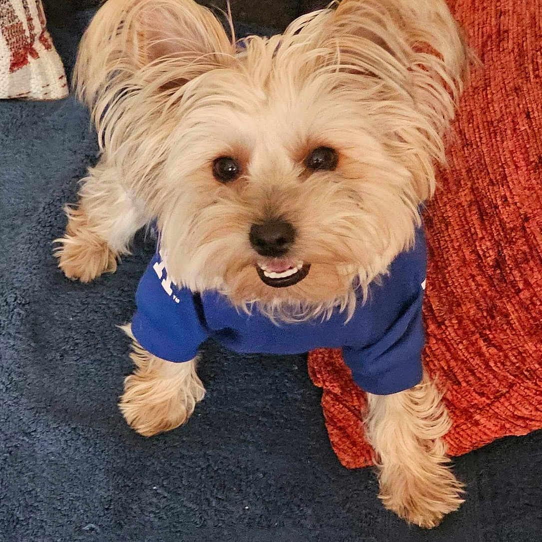 Lucky joined the competition — help win amazing prizes! animal, blue_shirt, carpet, companion, cushion, cute, dog, domestic, ears, fluffy, friendly, fur, happy, indoor, looking_up, orange_cushion, pet, small_dog, smiling, snout