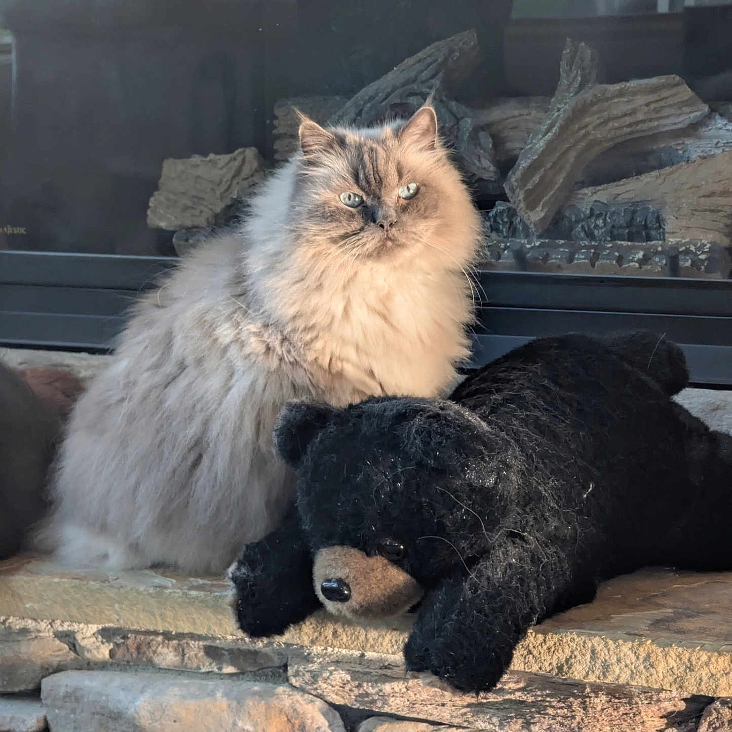 Smokey is registered to the contest to win money with this photo: animal, basket, cat, cozy, cute, decor, domestic, fluffy, fur, furniture, indoor, mammal, pet, relaxation, resting, stone_hearth, stuffed_bear, sunlight, warm_light, window