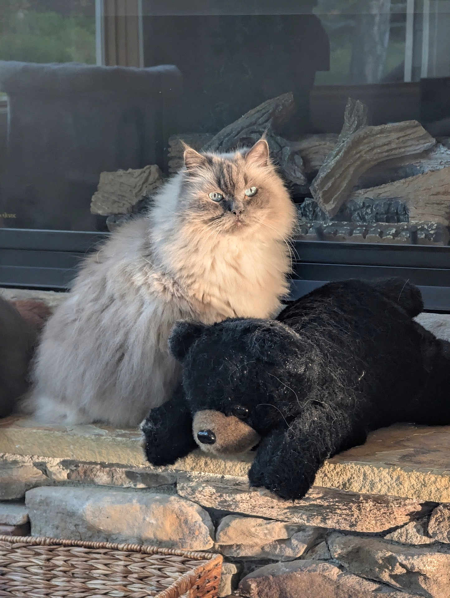 Smokey is registered to the contest to win money with this photo: cat, fluffy, stuffed_bear, stone_hearth, indoor, window, basket, furniture, pet, animal, cozy, sunlight, warm_light, fur, resting, cute, domestic, mammal, decor, relaxation