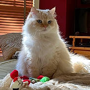 Sweetie is registered to the contest to win money with this photo: cat, fluffy, toy, bed, blanket, indoor, sunlight, window, wooden_blinds, red_wall, furniture, cushion, living_room, pet, cozy, domestic, animal, cute, relaxed, soft