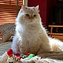 cat, fluffy, toy, bed, blanket, indoor, sunlight, window, wooden_blinds, red_wall, furniture, cushion, living_room, pet, cozy, domestic, animal, cute, relaxed, soft