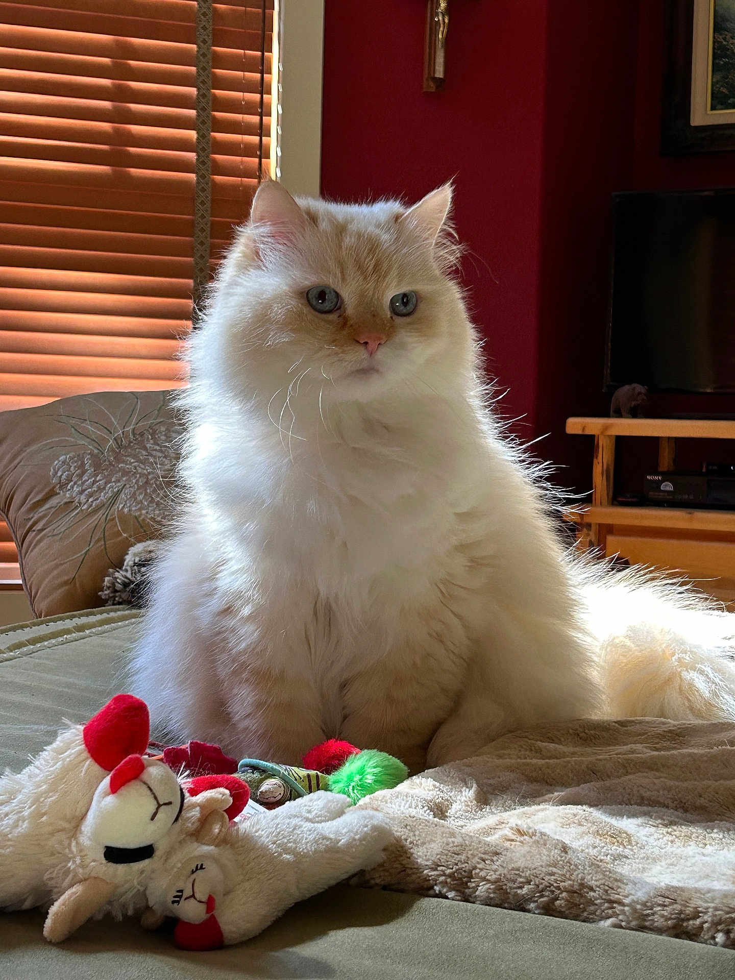 Sweetie is registered to the contest to win money with this photo: cat, fluffy, toy, bed, blanket, indoor, sunlight, window, wooden_blinds, red_wall, furniture, cushion, living_room, pet, cozy, domestic, animal, cute, relaxed, soft