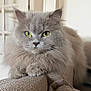 Raya participe au concours pour gagner de l'argent avec cette photo : cat, fluffy_cat, gray_cat, yellow_eyes, pet, indoor, furniture, couch, close_up, portrait, domestic_cat, relaxed, animal, cute, whiskers, soft_fur, home, cozy, resting, feline