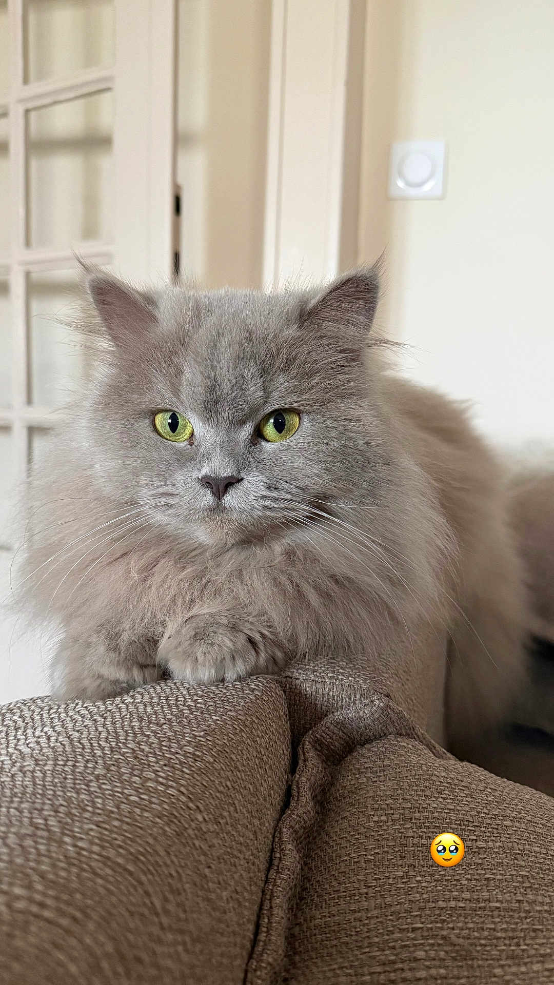Raya participe au concours pour gagner de l'argent avec cette photo : cat, fluffy_cat, gray_cat, yellow_eyes, pet, indoor, furniture, couch, close_up, portrait, domestic_cat, relaxed, animal, cute, whiskers, soft_fur, home, cozy, resting, feline
