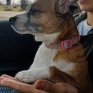 Baxter joined the competition — help win amazing prizes! dog, person, hand, car, window, collar, freckles, curly_hair, indoor, pet, brown_fur, white_fur, side_view, calm, seated, holding, casual_clothing, nature_outside, daytime, roadside