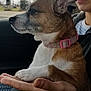 dog, person, hand, car, window, collar, freckles, curly_hair, indoor, pet, brown_fur, white_fur, side_view, calm, seated, holding, casual_clothing, nature_outside, daytime, roadside