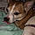 Baxter