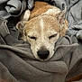 Baxter is registered to the contest to win money with this photo: dog, sleeping, blanket, cozy, fur, pet, resting, close_up, brown, white, nose, ears, indoor, comfort, relaxation, animal, cute, peaceful, snuggled, warm