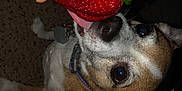 Baxter is registered to the contest to win money with this photo: dog, strawberry, hand, fruit, pet, animal, brown, white, tongue, sniffing, collar, closeup, indoor, carpet, cute, curious, playful, nose, small_dog, light