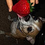 dog, strawberry, hand, fruit, pet, animal, brown, white, tongue, sniffing, collar, closeup, indoor, carpet, cute, curious, playful, nose, small_dog, light