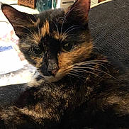 Elsa is registered to the contest to win money with this photo: animal, architecture, brasssection, building, cat, couch, cushion, face, furniture, head, homedecor, horn, indoors, kitten, manx, musicalinstrument, person, pet, photography, portrait