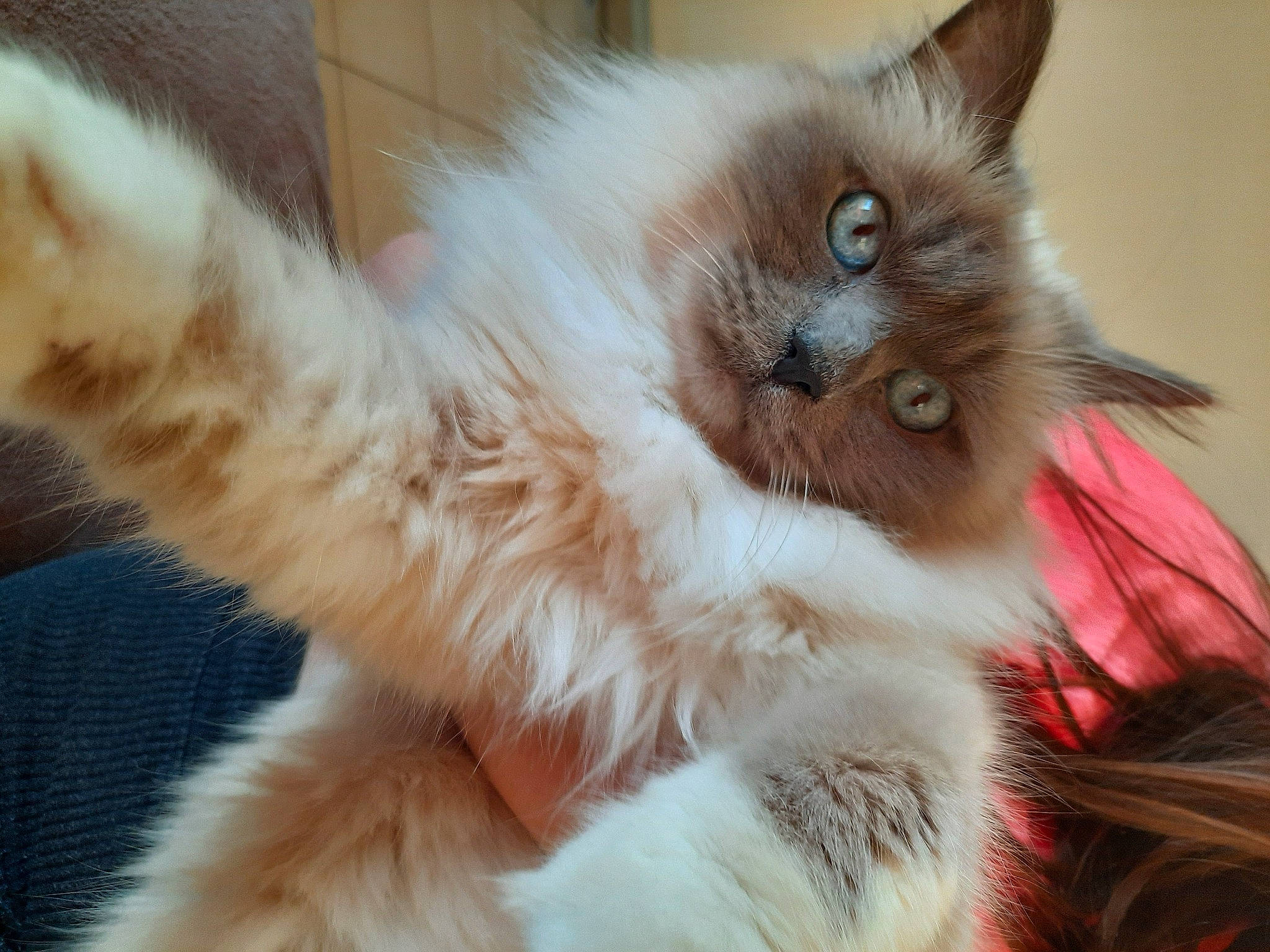 Gedeon participe au concours pour gagner de l'argent avec cette photo : asian_semi_longhair, balinese, birman, british_longhair, british_semi_longhair, carnivore, cat, domestic_long_haired_cat, fawn, felidae, fur, himalayan, kitten, mammal, ragamuffin, ragdoll, siberian, small_to_medium_sized_cats, vertebrate, whiskers