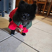 Delsart Christelle a rejoint le concours — aidez-le/la à gagner de superbes lots ! animal, black_dog, blurred_background, canine, clothing, cute, dog, domestic, floor, green_clothing, indoor, outfit, pet, puppy, red_clothing, small_dog, standing, tile_floor, tiny, wooden_furniture