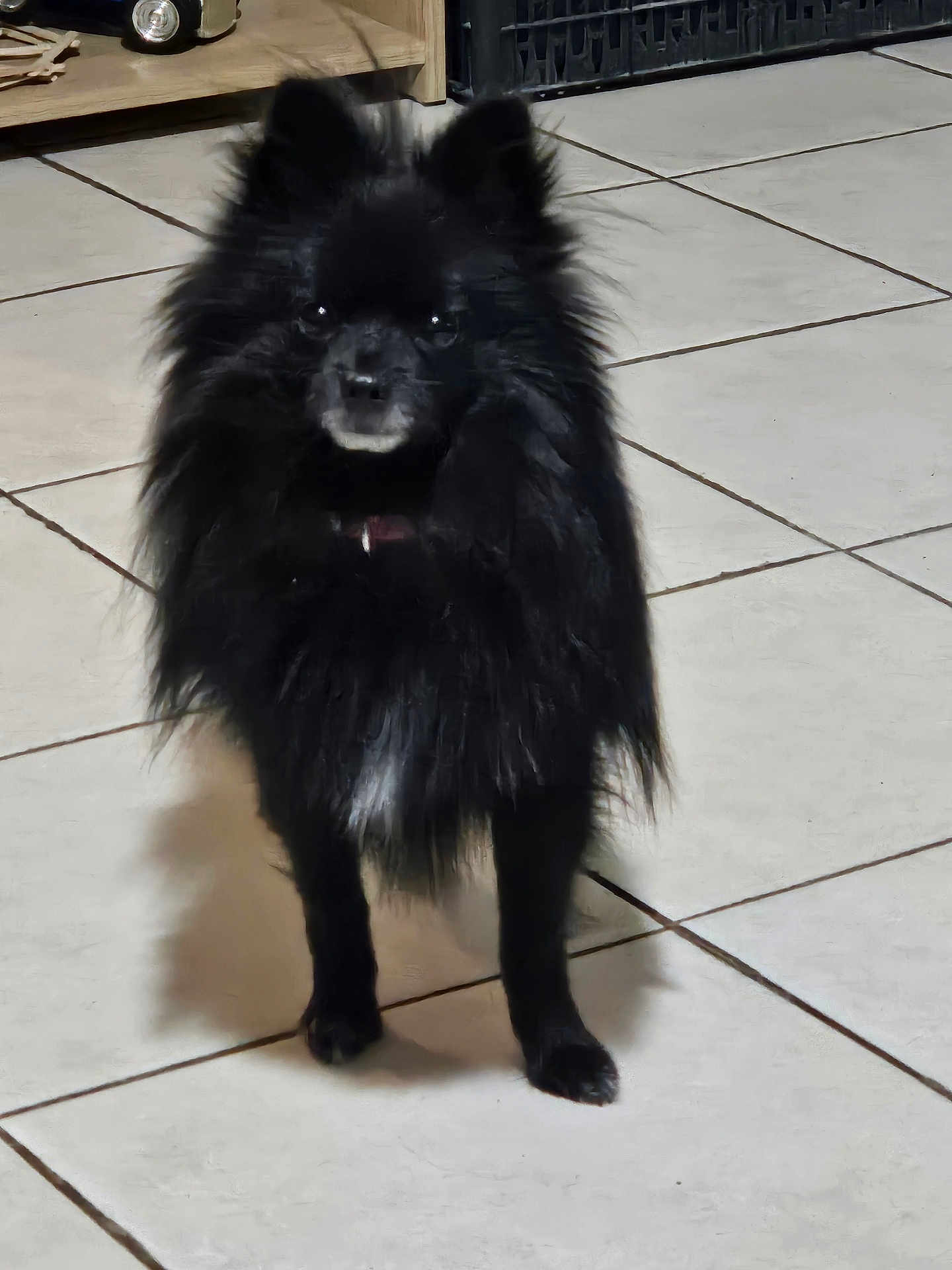 Delsart Christelle a rejoint le concours — aidez-le/la à gagner de superbes lots ! dog, black_dog, fluffy, pet, indoor, tile_floor, fur, small_dog, standing, animal, cute, domestic_animal, mammal, floor, shadow, shelf, crate, household, companion, portrait