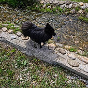 Delsart Christelle participe au concours pour gagner de l'argent avec cette photo : dog, black_dog, outdoor, stream, water, grass, rocks, stone, nature, sunlight, pet, animal, small_dog, fur, walking_path, greenery, daylight, side_profile, calm, scenic