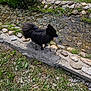 dog, black_dog, outdoor, stream, water, grass, rocks, stone, nature, sunlight, pet, animal, small_dog, fur, walking_path, greenery, daylight, side_profile, calm, scenic