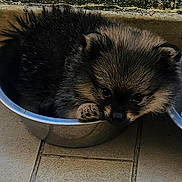 Bâilko participe au concours pour gagner de l'argent avec cette photo : puppy, dog, metal_bowl, floor, tile, wall, fur, pet, cute, small, animal, cozy, indoor, resting, curious, brown, black, snout, ears, paw