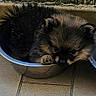 animal, black, brown, cozy, curious, cute, dog, ears, floor, fur, indoor, metal_bowl, paw, pet, puppy, resting, small, snout, tile, wall