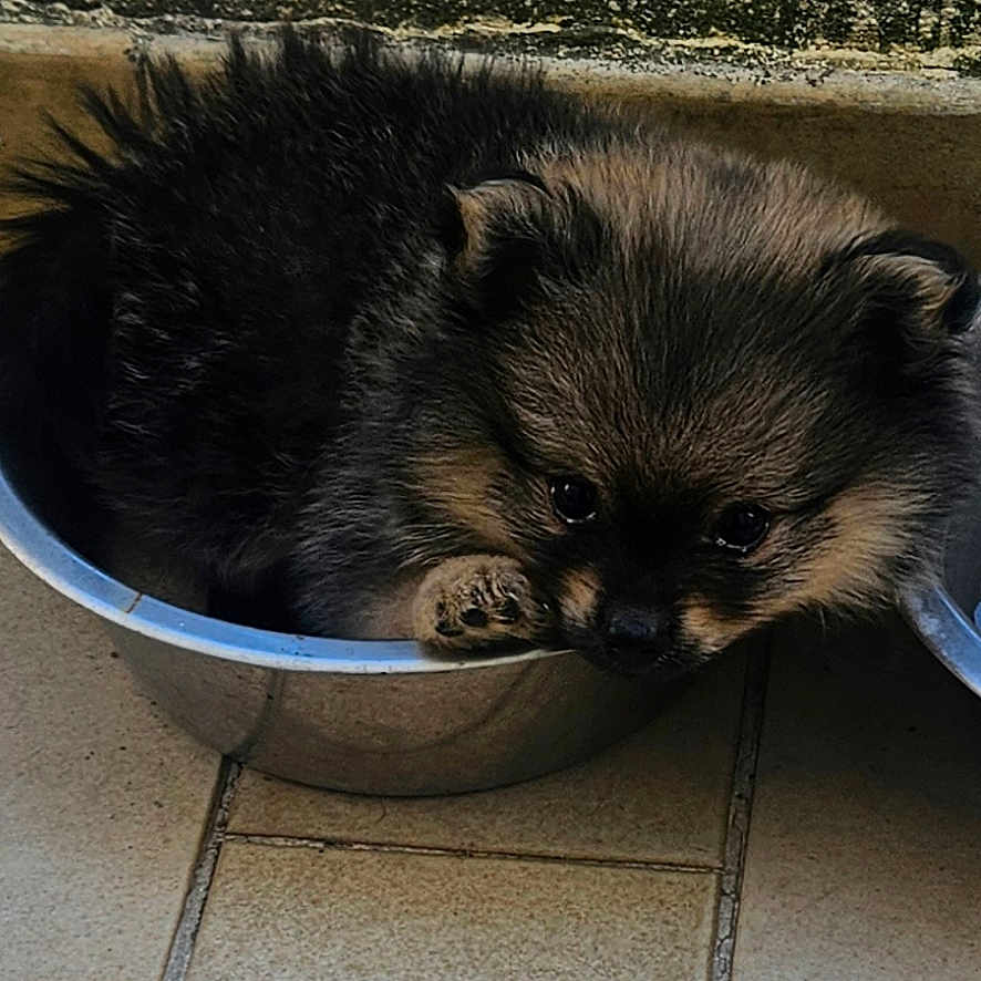 Bâilko participe au concours pour gagner de l'argent avec cette photo : puppy, dog, metal_bowl, floor, tile, wall, fur, pet, cute, small, animal, cozy, indoor, resting, curious, brown, black, snout, ears, paw