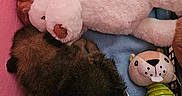 Bâilko a rejoint le concours — aidez-le/la à gagner de superbes lots ! puppy, sleeping, stuffed_animal, toy, blanket, blue_blanket, pink_wall, soft_toy, dog, pet, cozy, resting, brown_fur, basket, floor, indoor, cute, animal, relaxing, home