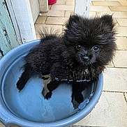Ailka a rejoint le concours — aidez-le/la à gagner de superbes lots ! puppy, dog, black_dog, water, basin, outdoor, tiles, pet, fur, cute, small_dog, animal, looking_up, wet, container, backyard, home, adorable, sitting, young