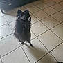 Veilko participe au concours pour gagner de l'argent avec cette photo : dog, black_dog, pet, indoor, tile_floor, shadow, furniture, blur, small_dog, fluffy, standing, animal, domestic_animal, companion, home, floor_tiles, indoor_lighting, blurred, canine, cute
