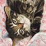 cat, tabby_cat, pet, animal, feline, fur, whiskers, eyes, nose, blanket, floral_pattern, soft_texture, cute, domestic_animal, sleeping, relaxing, close_up, indoor, cozy, resting