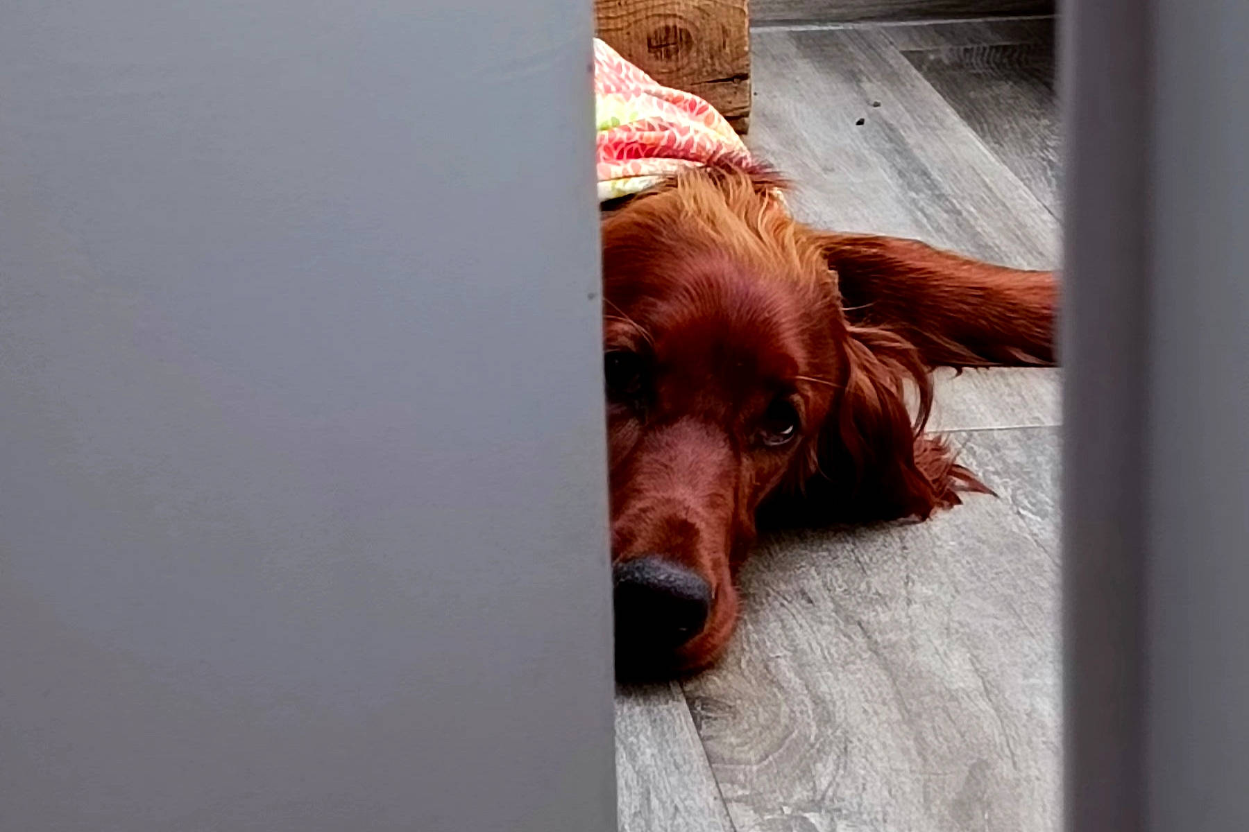 Joy participe au concours pour gagner de l'argent avec cette photo : brown, canidae, carnivore, companion_dog, dog, dog_breed, ear, fawn, flesh, fur, liver, snout, spaniel, sporting_group, wood, working_animal, wrinkle