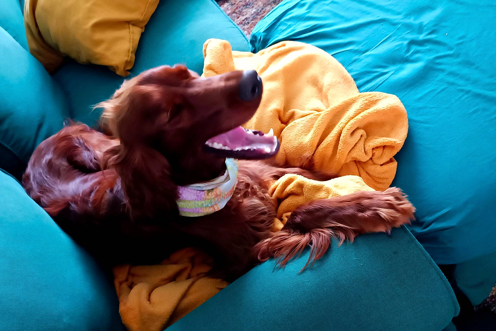 Joy participe au concours pour gagner de l'argent avec cette photo : blue, canidae, carnivore, comfort, companion_dog, dog, dog_breed, fun, gesture, guard_dog, leisure, linens, liver, mammal, sporting_group