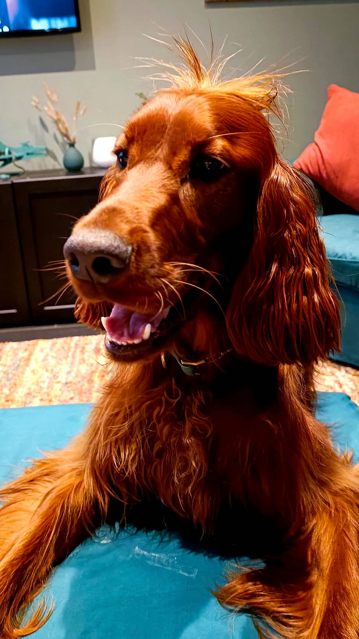 Joy a rejoint le concours — aidez-le/la à gagner de superbes lots ! cabinetry, canidae, carnivore, cocker_spaniel, collar, companion_dog, dog, dog_breed, dog_collar, drawer, fawn, fur, gun_dog, liver, snout, spaniel, sporting_group, television, whiskers, working_animal