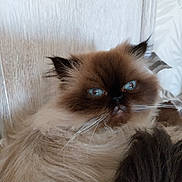 Ombrelle participe au concours pour gagner de l'argent avec cette photo : cat, fluffy, blue_eyes, himalayan_cat, pet, indoor, furry, closeup, resting, whiskers, animal, cute, domestic_cat, relaxed, portrait, face, ears, nose, fur, bedroom