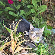 Bugs joined the competition — help win amazing prizes! cat, gray_cat, garden, grass, plants, flowers, pink_flowers, greenery, outdoor, nature, pet, animal, curious, alert, crouching, leaves, dried_leaves, closeup, daylight, wildlife