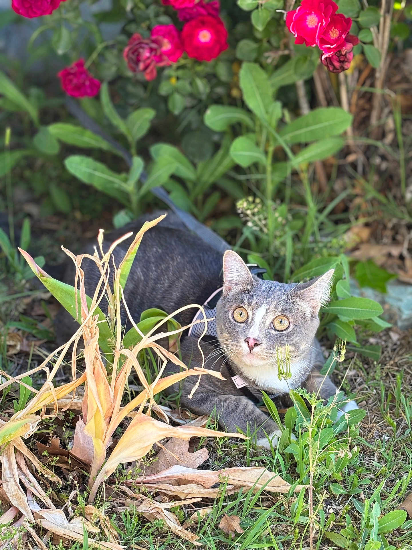 Bugs joined the competition — help win amazing prizes! cat, gray_cat, garden, grass, plants, flowers, pink_flowers, greenery, outdoor, nature, pet, animal, curious, alert, crouching, leaves, dried_leaves, closeup, daylight, wildlife
