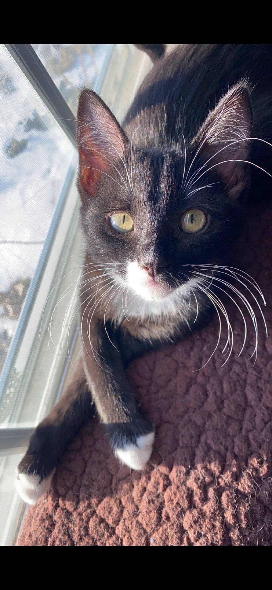 Rory is registered to the contest to win money with this photo: carnivore, cat, claw, comfort, domestic_short_haired_cat, ear, eye, felidae, foot, fur, iris, leg, paw, photo_caption, sitting, small_to_medium_sized_cats, snout, tail, whiskers, window