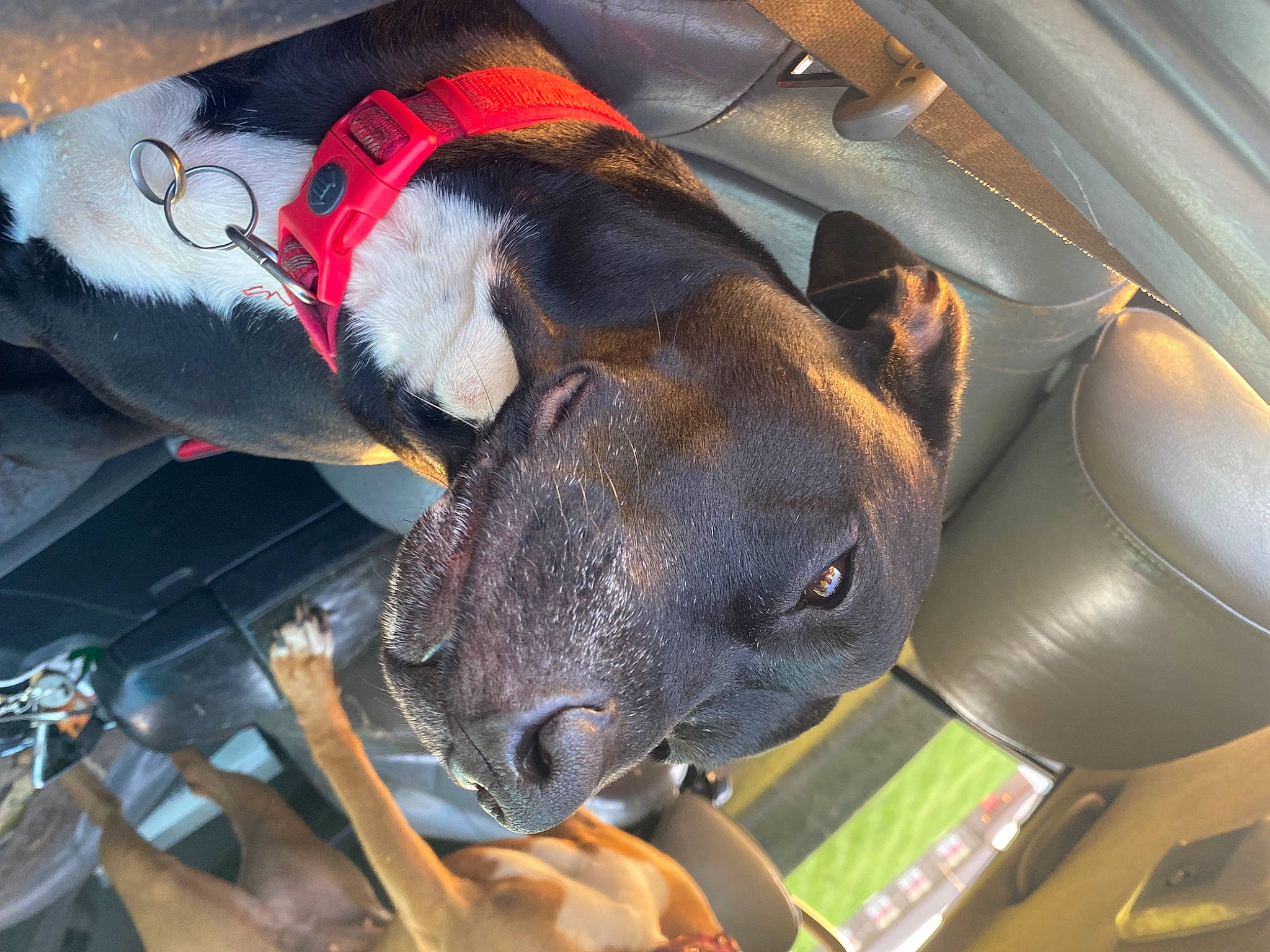 Chevy joined the competition — help win amazing prizes! auto_part, automotive_design, automotive_exterior, automotive_lighting, automotive_mirror, car, car_seat, car_seat_cover, carnivore, collar, dog, dog_breed, fawn, head_restraint, hood, motor_vehicle, snout, steering_wheel, vehicle, vehicle_door