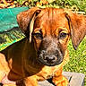 animal, brown, canine, closeup, cute, daylight, dog, ears, eyes, face, grass, mammal, nature, outdoor, pet, portrait, puppy, sitting, sunlight, young