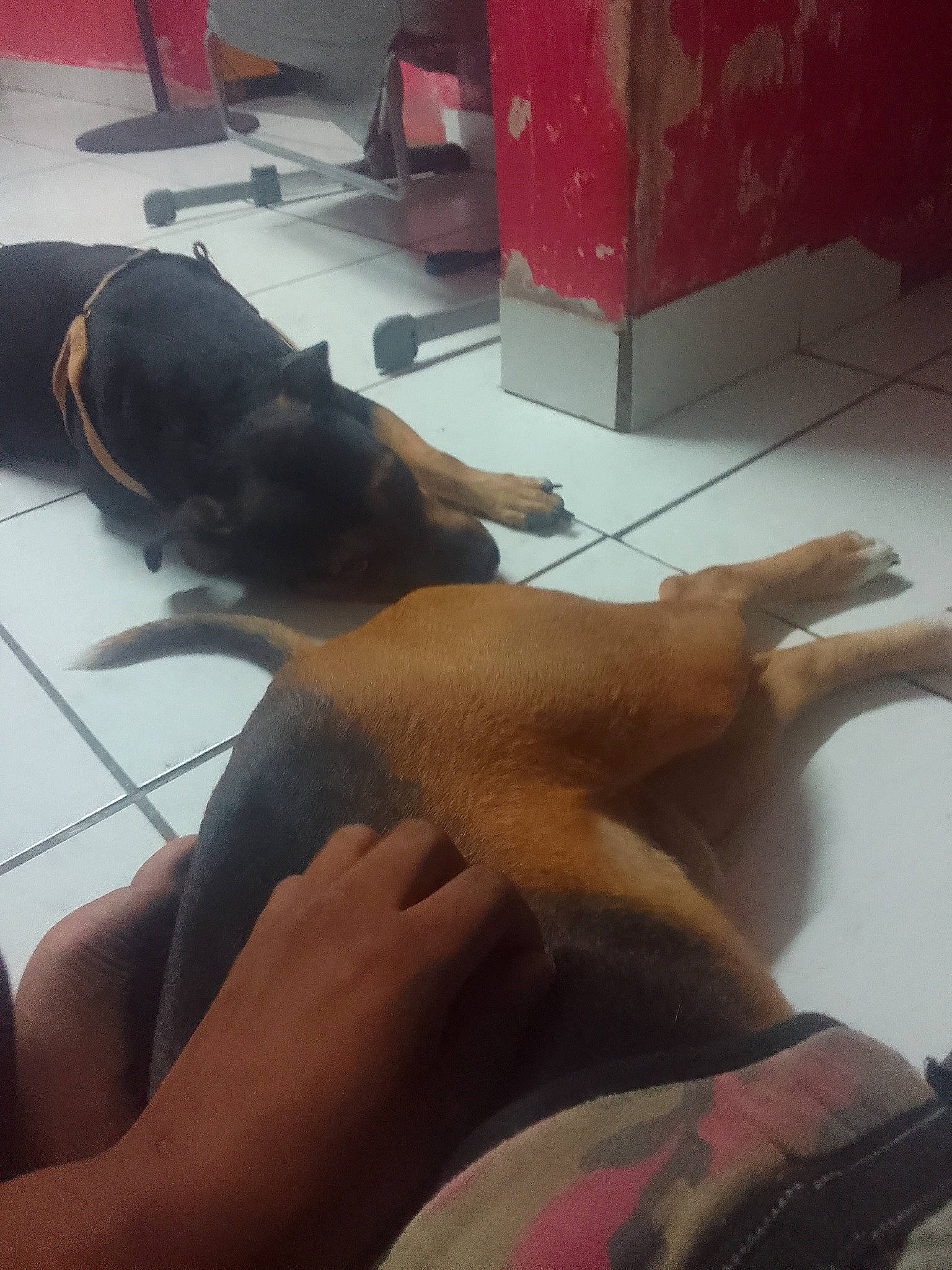 Peupy participe au concours pour gagner de l'argent avec cette photo : barefoot, carnivore, comfort, companion_dog, dog, dog_breed, elbow, fawn, finger, floor, flooring, foot, gesture, human_leg, knee, leg, nail, thigh, thumb, wrist